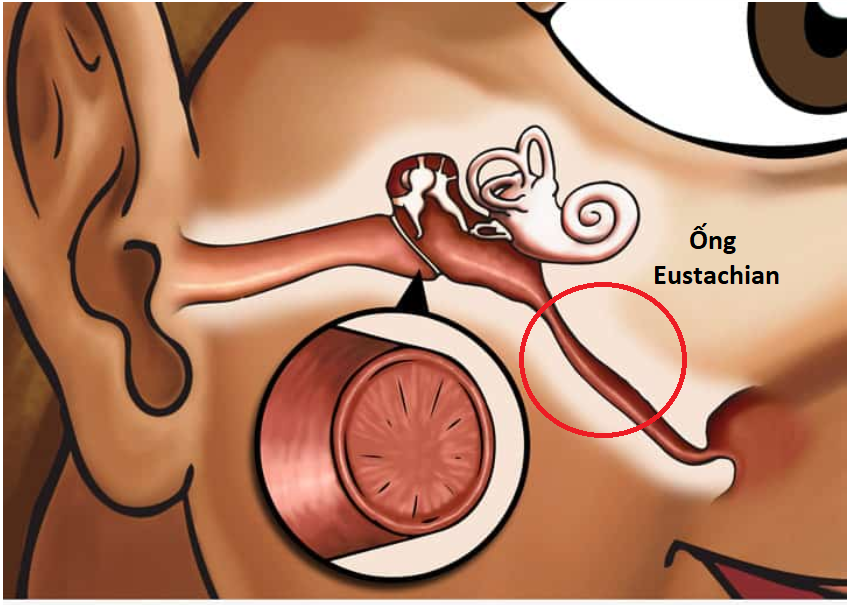 Giải phẫu tai giữa